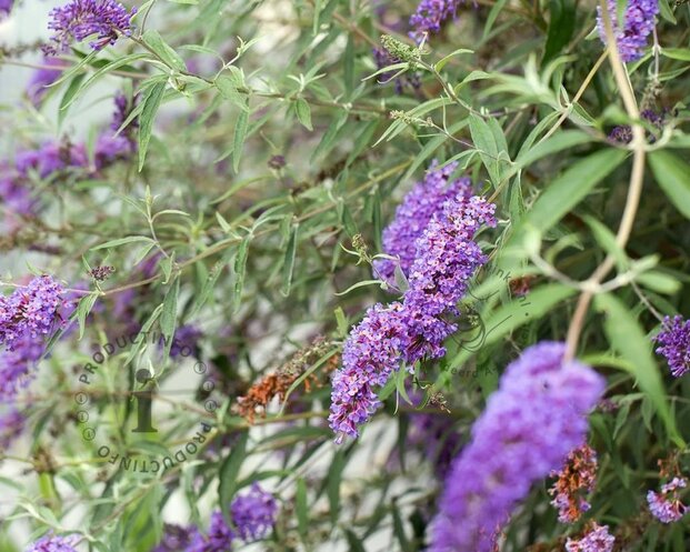 Buddleja davidii 'Nanho Blue'
