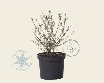 Buddleja davidii 'Nanho Blue'