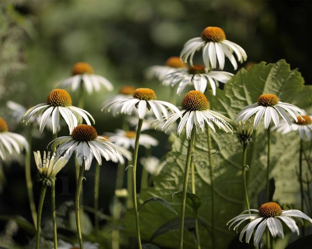 Echinacea purpurea 'White Swan'