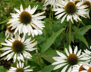 Echinacea purpurea 'White Swan'