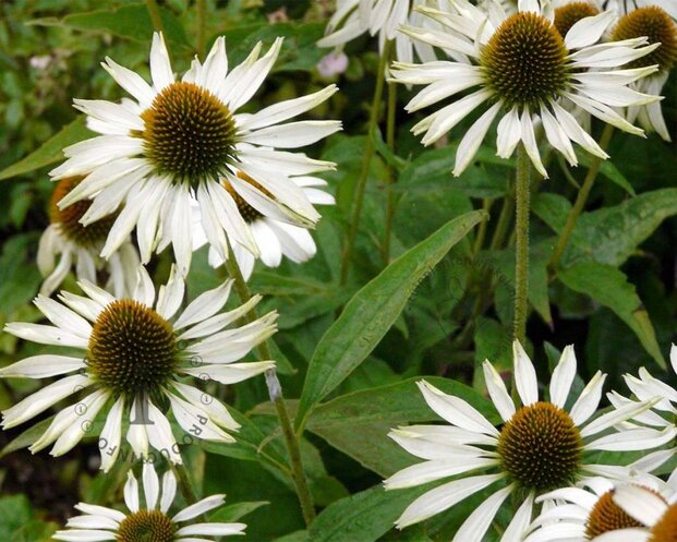 Echinacea purpurea 'White Swan'