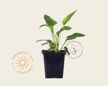 Echinacea purpurea 'White Swan'