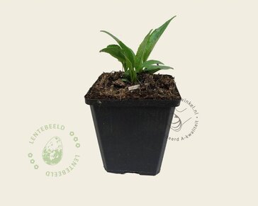 Echinacea purpurea 'White Swan'