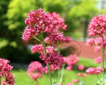 Centranthus ruber 'Coccineus'