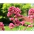 Centranthus ruber 'Coccineus'