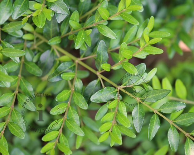 Lonicera pileata