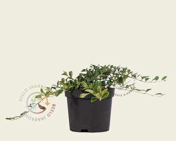 Cotoneaster dammeri