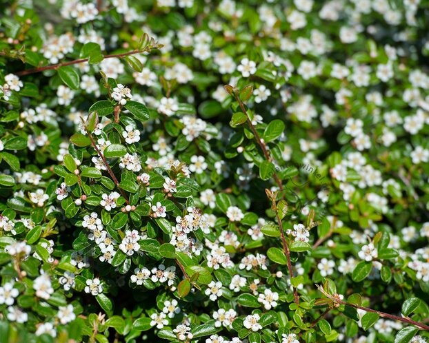 Cotoneaster dammeri