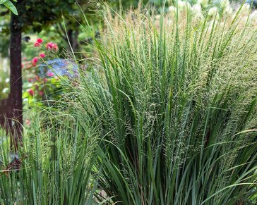 Panicum virgatum 'Northwind'