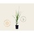 Panicum virgatum 'Northwind'