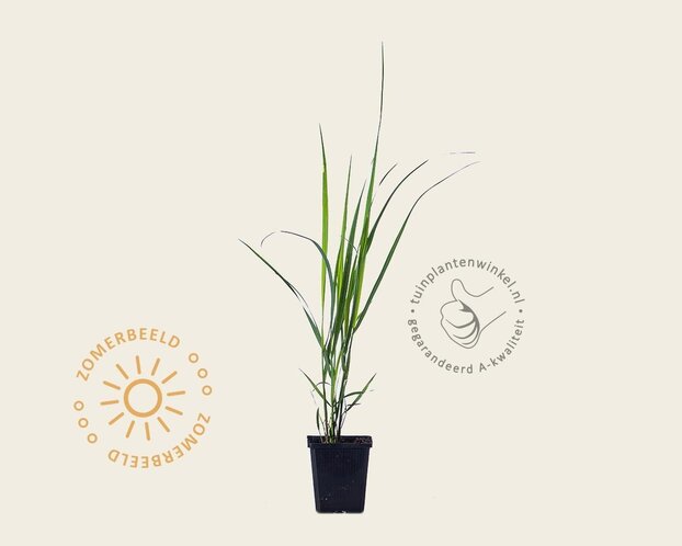 Panicum virgatum 'Northwind'