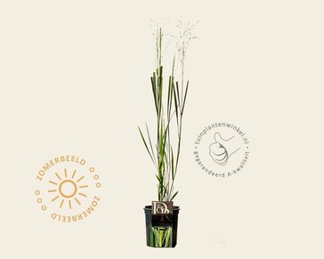 Panicum virgatum 'Northwind'
