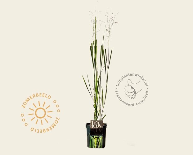 Panicum virgatum 'Northwind'