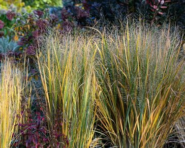 Panicum virgatum 'Northwind'