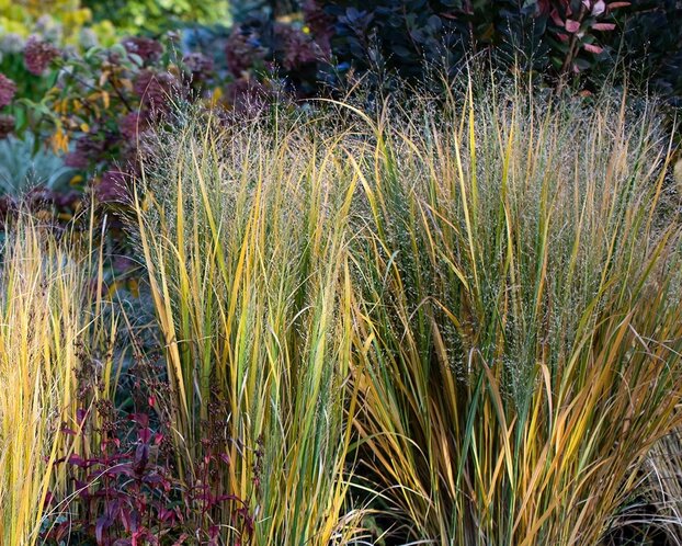 Panicum virgatum 'Northwind'