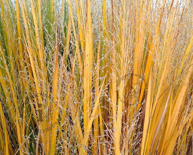 Panicum virgatum 'Northwind'