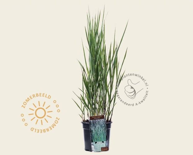 Panicum virgatum 'Heavy Metal'