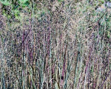 Panicum virgatum 'Heavy Metal'