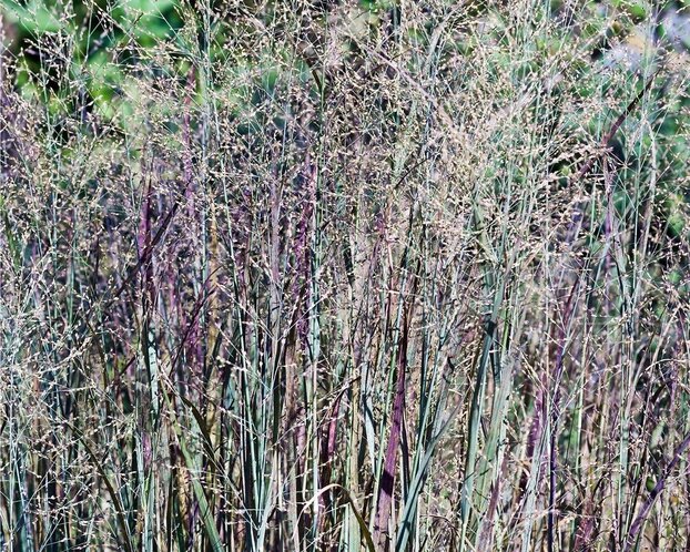 Panicum virgatum 'Heavy Metal'