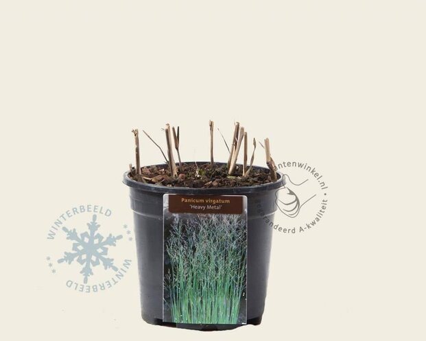 Panicum virgatum 'Heavy Metal'