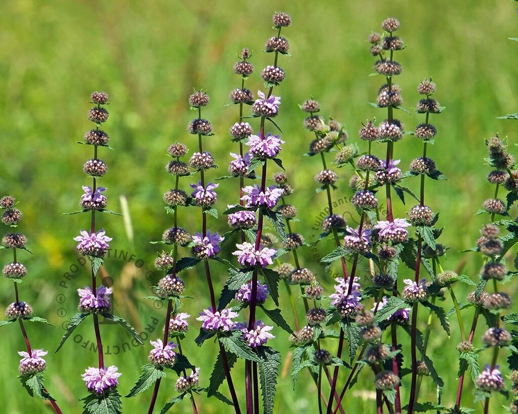 Phlomis tuberosa