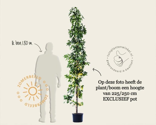 Liquidambar styraciflua 'Slender Silhouette'