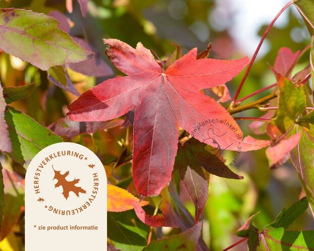 Liquidambar styraciflua 'Slender Silhouette'