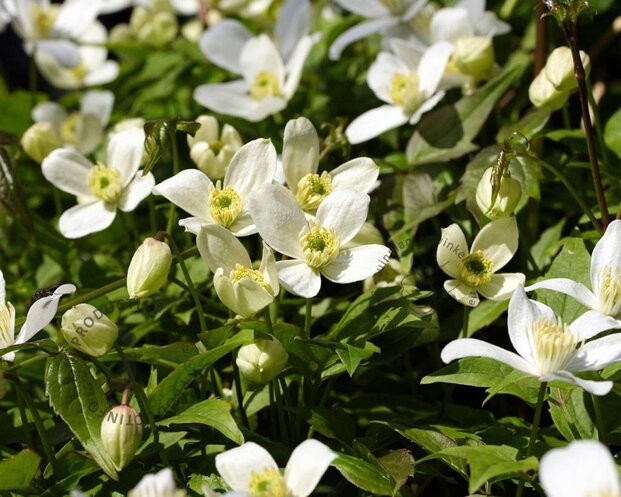 Clematis montana 'Grandiflora'