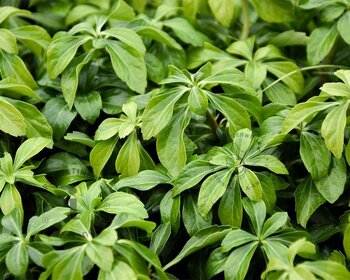 Pachysandra terminalis 'Green Sheen'