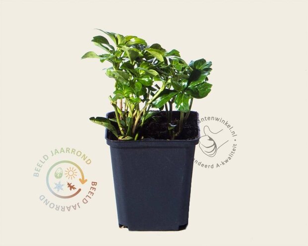 Pachysandra terminalis 'Green Sheen'