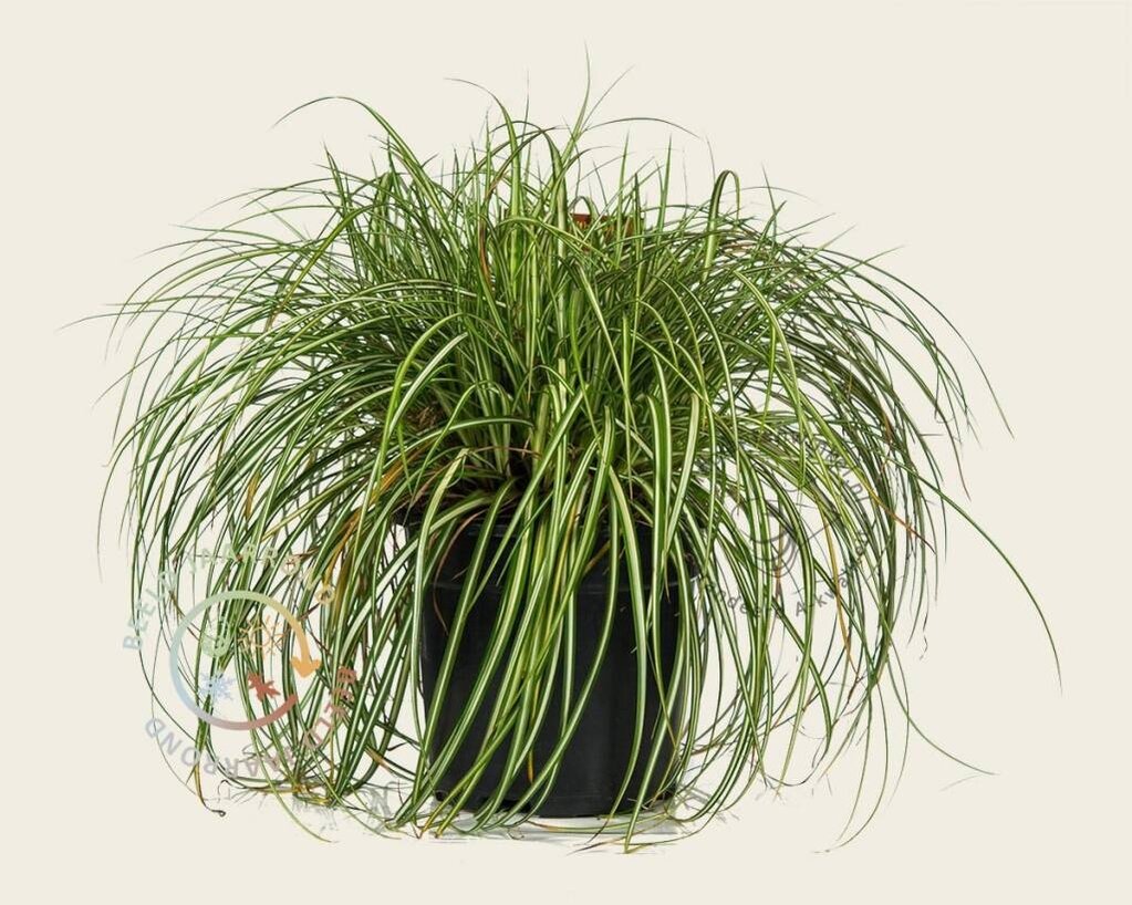 Carex oshimensis 'Evergold'