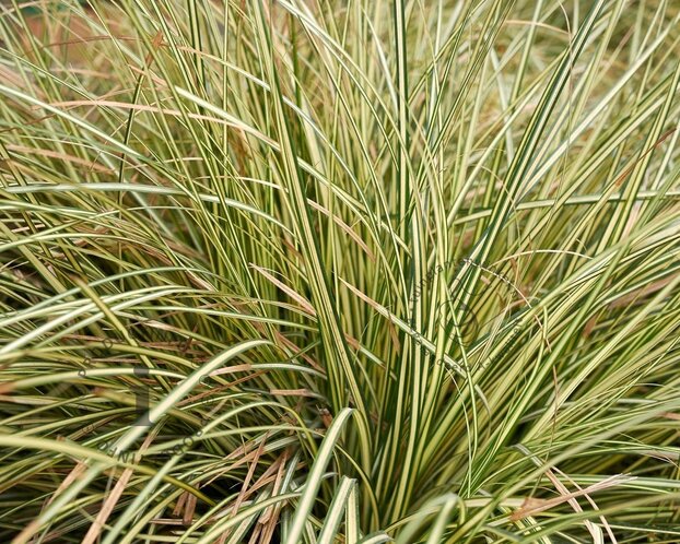 Carex oshimensis 'Evergold'