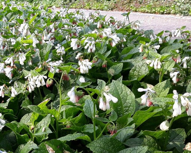 Symphytum  grandiflorum