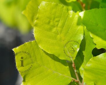 Fagus sylvatica 'Dawyck Gold'