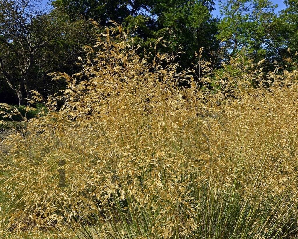 Stipa gigantea