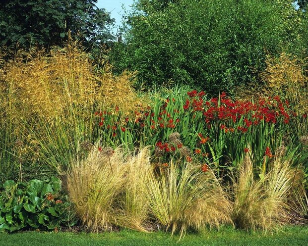 Stipa gigantea