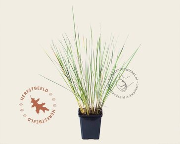 Stipa gigantea