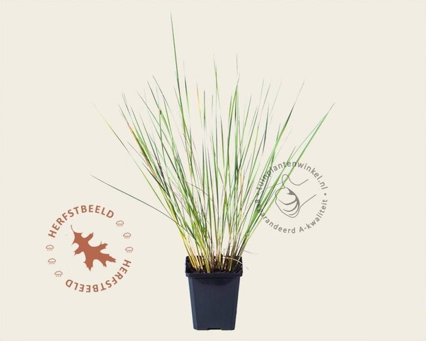 Stipa gigantea