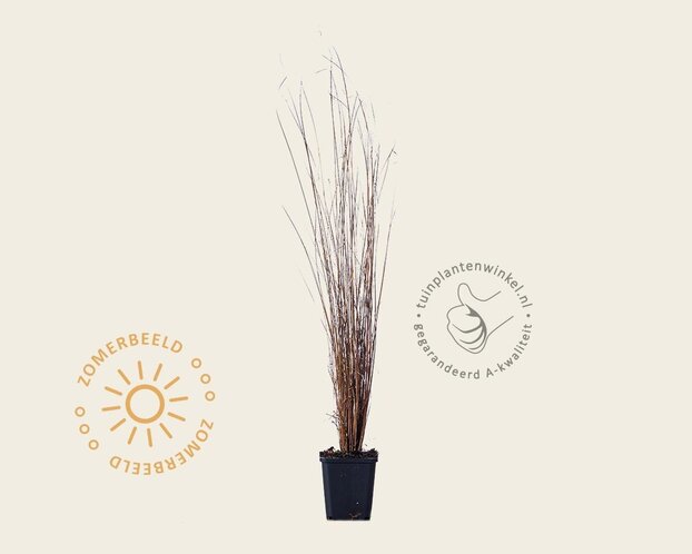 Carex buchananii