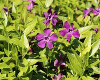 Vinca minor 'Atropurpurea'