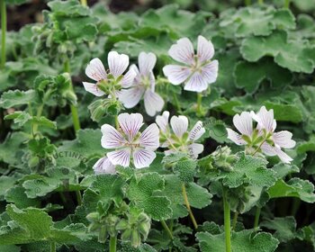 Geranium renardii