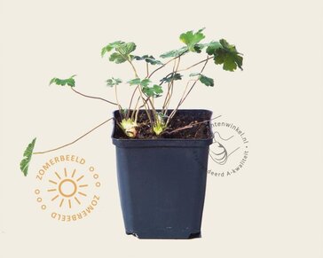 Geranium renardii