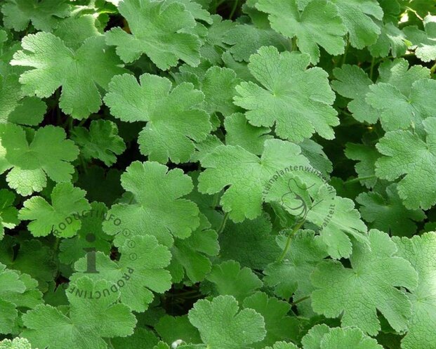 Geranium renardii