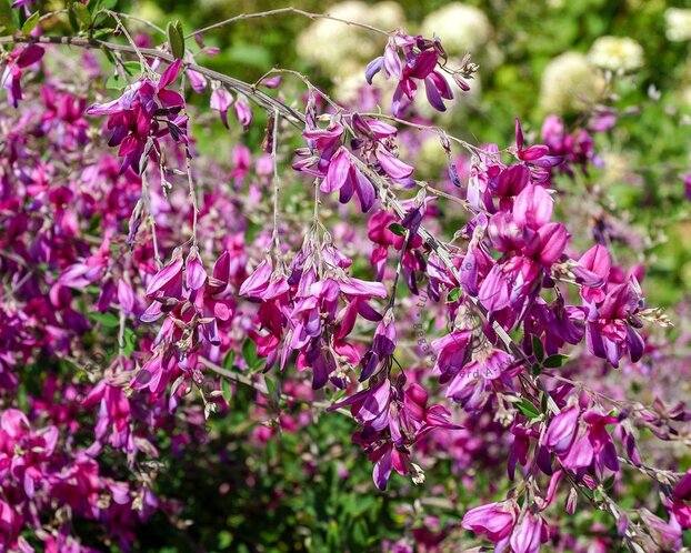 Lespedeza thunbergii