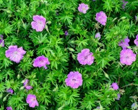 Geranium 'Tiny Monster'