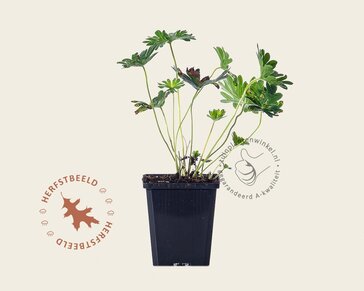 Geranium 'Tiny Monster'
