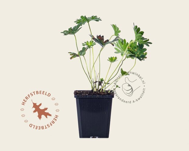 Geranium 'Tiny Monster'