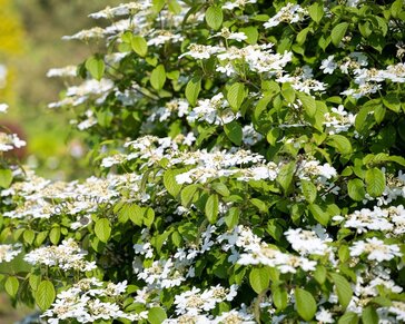 Viburnum plicatum 'Kilimandjaro'