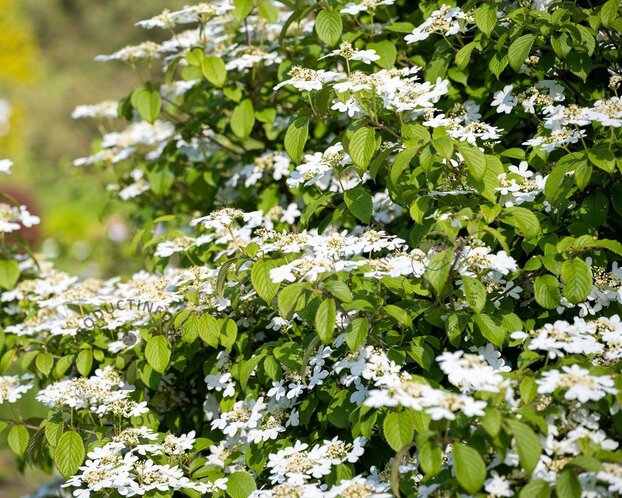 Viburnum plicatum 'Kilimandjaro'