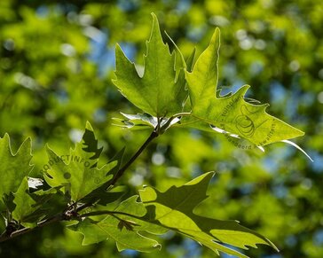 Platanus 'Alphen's Globe' - 180 cm stam